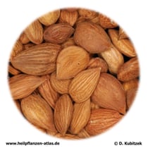 Bittere Aprikosensamen (Armeniacae semen amarum). TCM-Nae: Kuxingren.