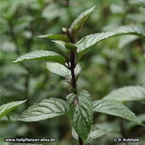 Pfefferminze (Mentha x piperita), Wuchsform