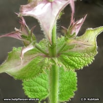 Muskatellersalbei (Salvia sclarea), Hochblätter