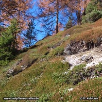 Echte Bärentraube (Arctostaphylos uva-ursi), zusammen mit Heidekraut an einem Berghang in den Dolomiten auf rund 1.900 m Höhe