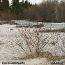Hart im Nehmen: Der Standort dieser Reif-Weide (Salix daphnoides) auf der Kiesbank der oberen Isar (Oberbayern) wird wohl regelmäßig überflutet.