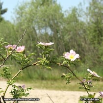 Hundsrose (Rosa canina), Blütenzweig