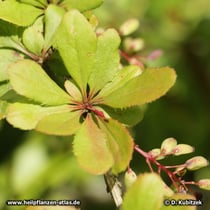 Begrannte Berberitze (Berberis aristata)