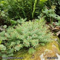 Rosenwurz (Rhodiola rosea): Dieses Exemplar wächst im Hochgebirge in Nachbarschaft von Farn und Moos. Das deutet auf einen feuchten Standort hin. Es handelt sich hier um eine männliche Pflanze. Die Blüten sind bereits verblüht.