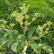 Stinkesche (Tetradium ruticarpum, Synonym: Evodia ruticarpa)