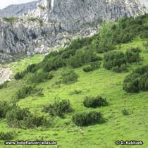 Latschenkiefer (Pinus mugo)