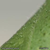 Schmalblättriger Sonnenhut (Echinacea angustifolia), Blattoberseite mit Haaren