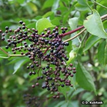 Holunder (Sambucus nigra), Früchte
