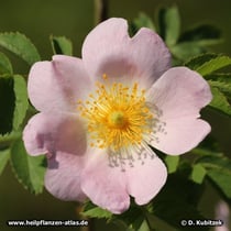 Hundsrose (Rosa canina), Blüte