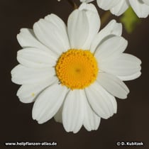 Mutterkraut (Tanacetum parthenium), Blütenkopf (Blütenkorb)