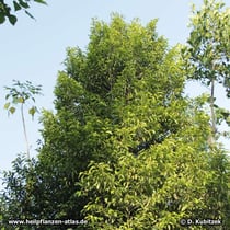 Der Muskatnussbaum (Myristica fragrans) wächst bis zu 20 Meter hoch.