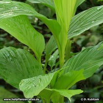Curcuma (Curcuma longa)
