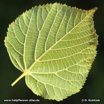 Linde (Tilia cordata, Tilia platyphyllos)
