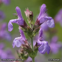 Spanischer Salbei (Salvia lavanduliafolia)