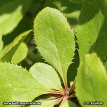 Begrannte Berberitze (Berberis aristata)