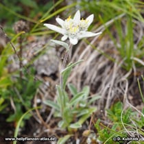 Alpen-Edelweiß (Leontopodium nivale subsp. alpinum)