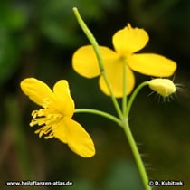 Schöllkraut (Chelidonium majus)
