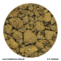 Kap-Aloe (Aloe capensis