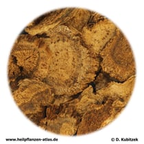 Himalayaschartenwurzel (Aucklandiae radix). TCM-Name: Muxiang.