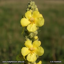 Königskerze (Verbascum densiflorum, V. phlomoides, V. thapsus)