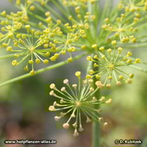 Dill (Anethum graveolens)
