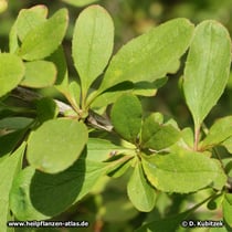 Begrannte Berberitze (Berberis aristata)