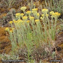 Sand-Strohblume (Helichrysum arenarium)