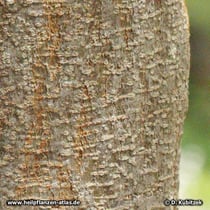 Seyal-Gummi-Akazie (Acacia seyal), Borke
