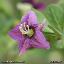 Gemeiner Bocksdorn (Lycium barbarum), Blüte