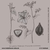 Fagopyrum esculentum; Echter Buchweizen; Historisches Bild