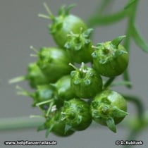 Koriander (Coriandrum sativum)