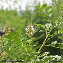 Ural-Süßholz (Glycyrrhiza uralensis)