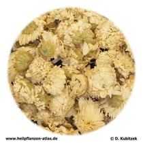 Römische Kamille (Chamomillae romanae flos)