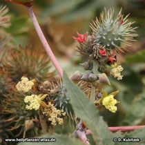 Rizinus (Ricinus communis): Die männlichen Blüten sind gelb.