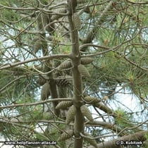 Strand-Kiefer (Pinus pinaster)