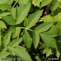 Echte Engelwurz (Angelica archangelica), Blatt