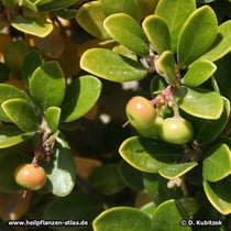 Echte Bärentraube (Arctostaphylos uva-ursi), Fruchtstand mit unreifen Früchten