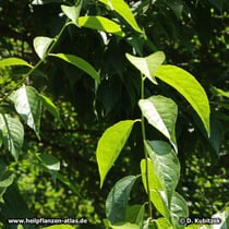 Chinesischer Guttaperchabaum (Eucommia ulmoides), Zweig