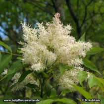 Blumen-Esche (Fraxinus ornus)