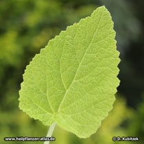 Muskatellersalbei (Salvia sclarea), junges Blatt