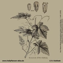 Weinrebe; Vitis vinifera; Historisches Bild