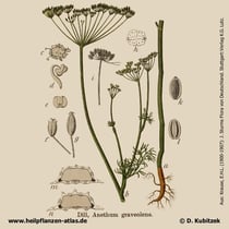 Dill, Anethum graveolens, Historisches Bild