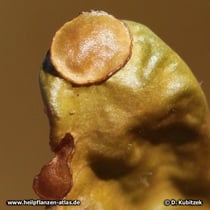 Isländisches Moos (Cetraria islandica), Thallus mit zwei Fruchtkörpern