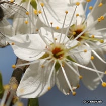 Schlehe (Prunus spinosa)