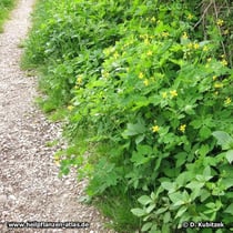 Schöllkraut (Chelidonium majus), Standort am Wegrand