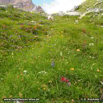 Edelweiß (Alpen-Edelweiß, Leontopodium nivale subsp. alpinum) auf einem artenreichen, felsigen Wiesenhang in den Dolomiten (Italien) auf rund 2.100 m Höhe. Die Edelweiß befinden sich im Bild unten links.