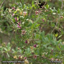 Gemeiner Bocksdorn (Lycium barbarum), Wuchsform
