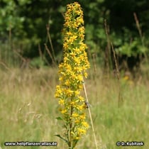 Echte Goldrute (Solidago virgaurea)