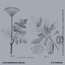 Echte Engelwurz, Angelica archangelica, Historisches Bild