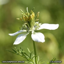 Schwarzkümmel (Nigella sativa)